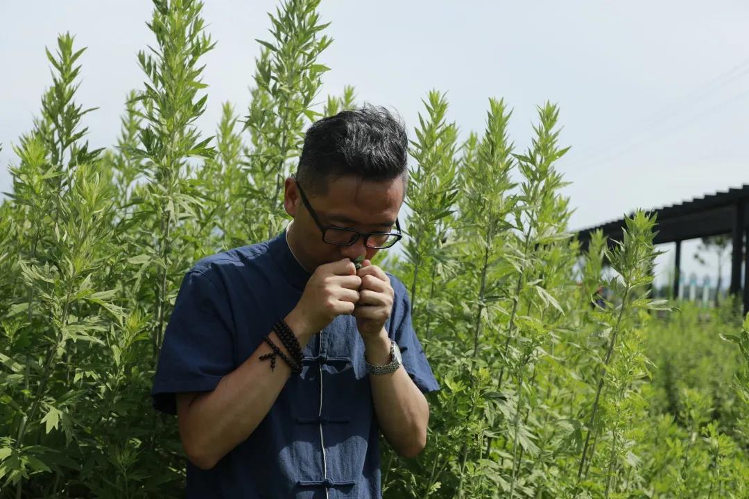 艾草怎么辨別真假，假蘄艾盛行，妙招教你輕松避雷！