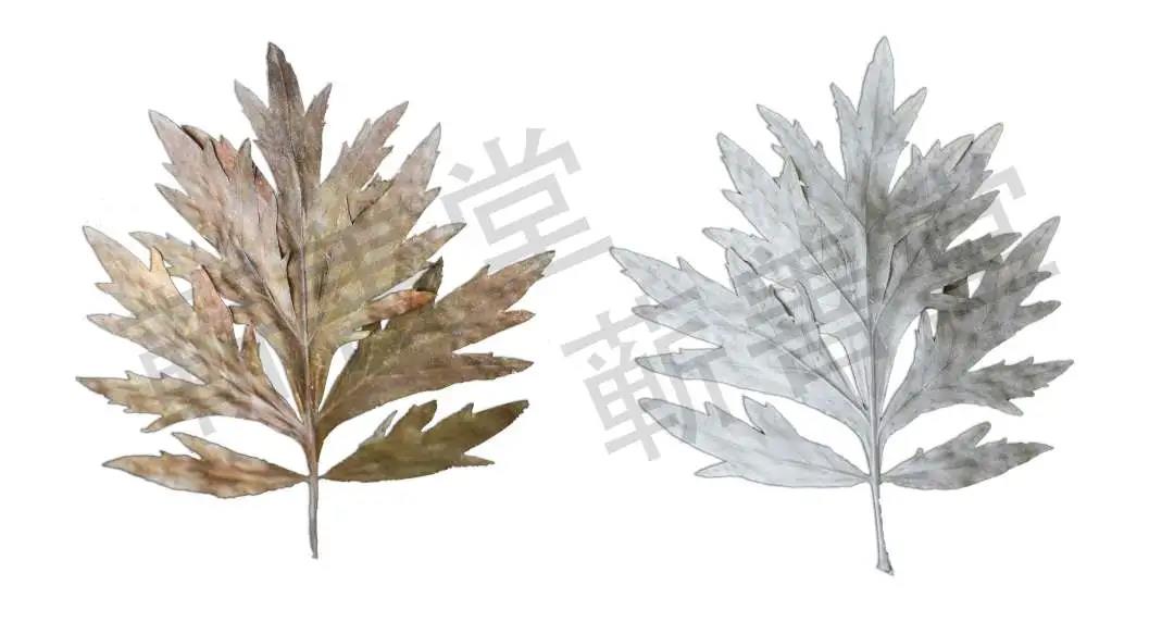 艾葉、艾條、艾灰都是寶，艾草全用清單