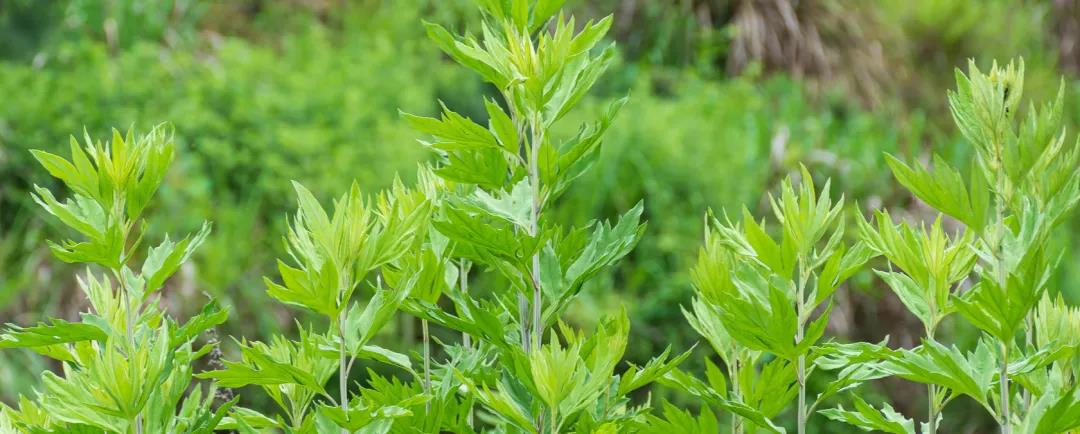 疫情反復切莫輕視，居家艾灸防疫，助您健康過(guò)年！